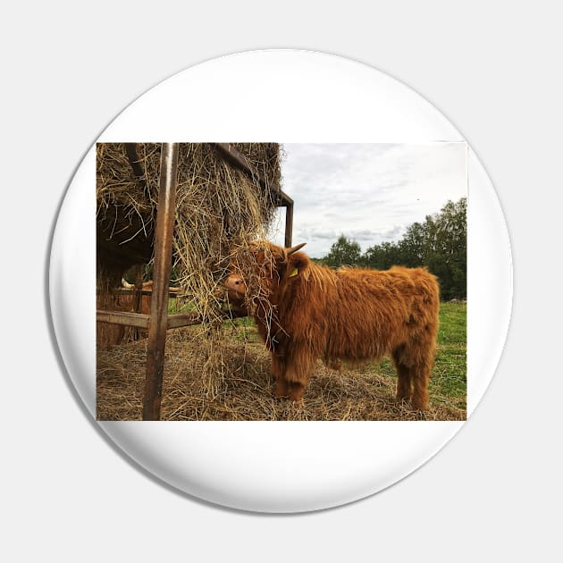 Scottish Highland Cattle Calf 1823 Pin by SaarelaHighland