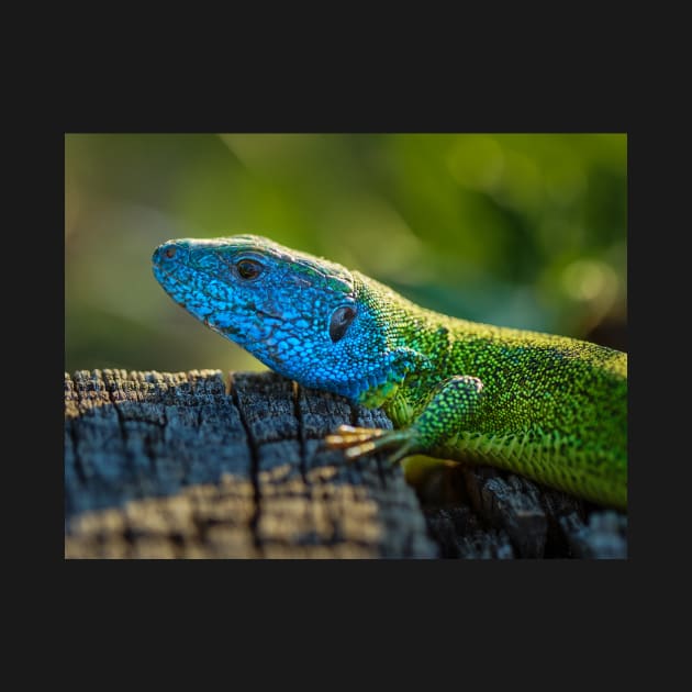 Emerald lizard on a stump by naturalis