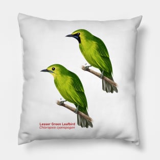 Lesser Green Leafbird | Chloropsis cyanopogon ⚥ Pillow