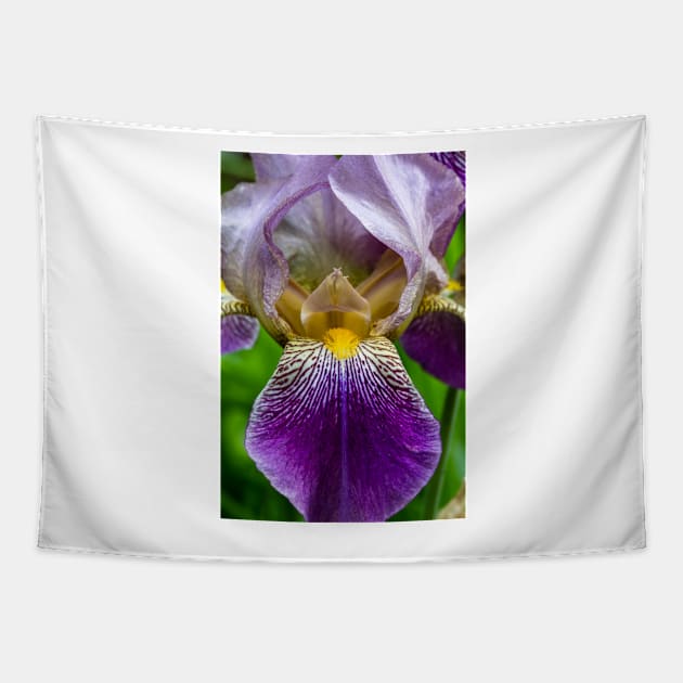 Garden Iris 4 Tapestry by Robert Alsop