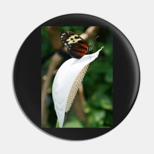 Butterfly (Isabella's Long Wing) on Tip of White Flower (Anthurium) Pin