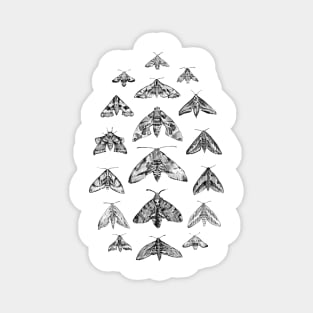 Bamboo Ink Hawkmoths Magnet