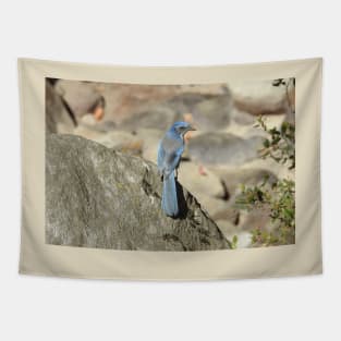 California scrub jay, birds, wildlife, gifts, nature, Graceful Blue Tapestry