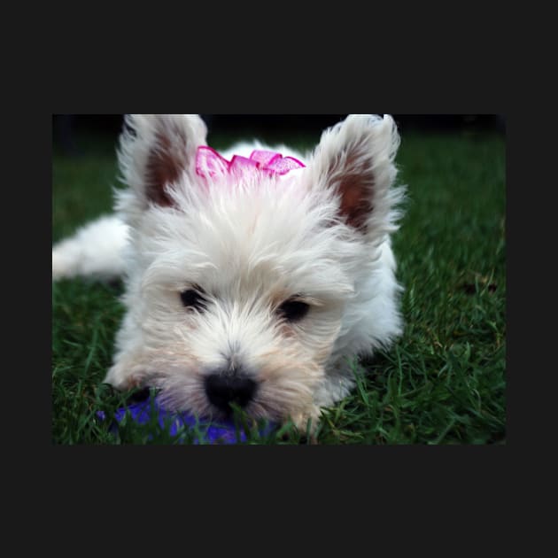 Westie puppy by princess-pirate