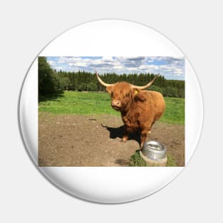 Scottish Highland Cattle Cow 2408 Pin