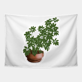 Schefflera Arboricola Tapestry