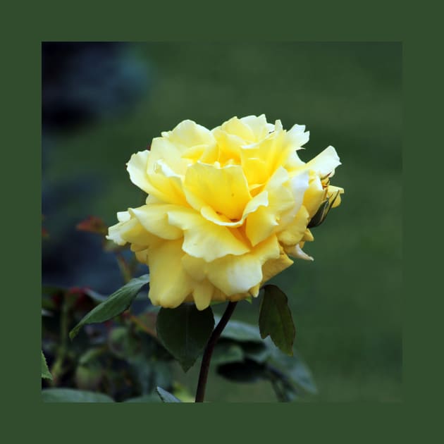 Single Yellow Rose floral by oknoki