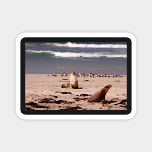 Sea Lions on the Beach Magnet