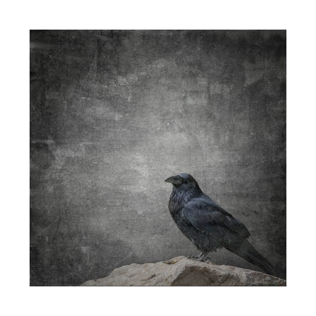 Gothic Raven - Black Bird by JimDeFazioPhotography