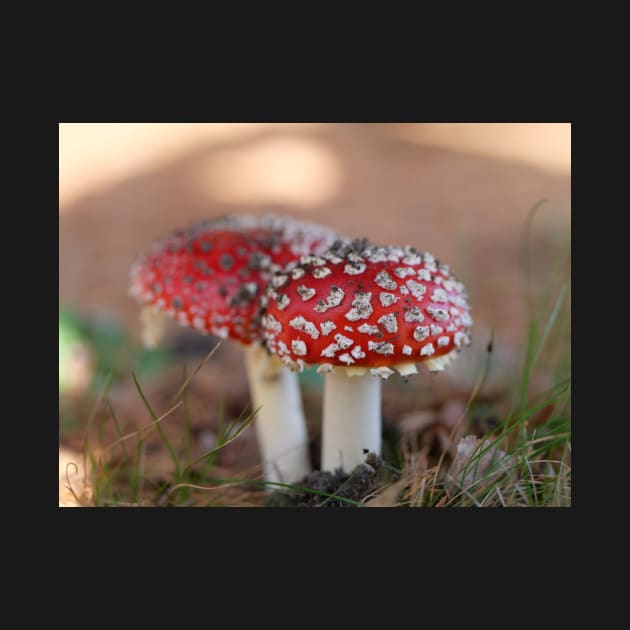 Toadstools couple with nice bokeh Christmas card by fantastic-designs