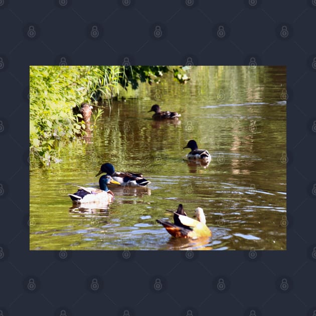 Ducks - water birds by PlanetMonkey