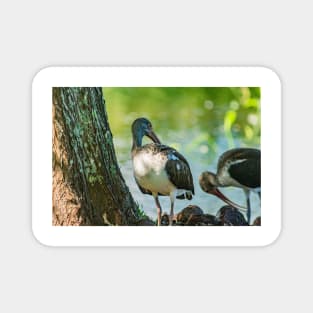 American white ibis of Gatorland Magnet