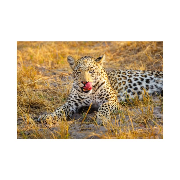 Leopard (Panthera pardus) in the Okavango Delta by GrahamPrentice