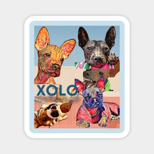 XOLO Darlings (Mexican hairless dogs)  5 puppies Magnet