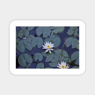 Beautiful white water lily Magnet