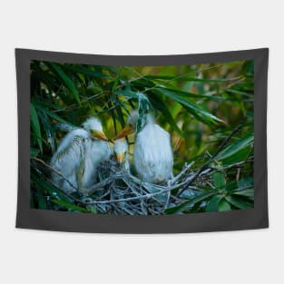 Three Great White Egret Chicks on the Nest. Cute baby birds. Tapestry