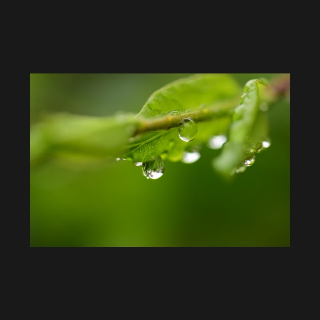 Raindrops on the leaves by fantastic-designs