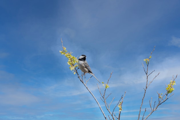 Little Chickadee Way Up High by Debra Martz Kids T-Shirt by Debra Martz