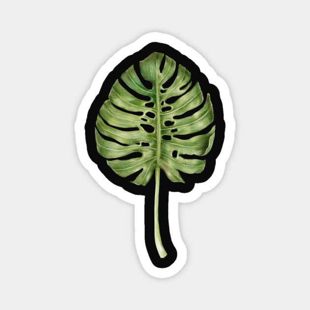 Monstera leaf illustration Magnet by thecolddots