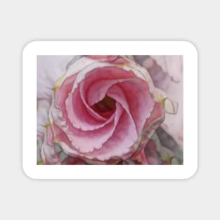 bright colourful rose in pink and white glowing colours Magnet