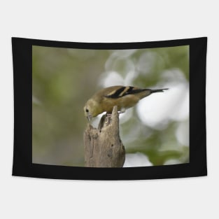 American Goldfinch Fledgling Tapestry