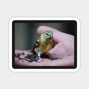 Goldfinch Fledgling & Niger Seeds... Magnet