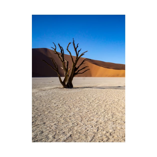 Tree on the salt pan. by sma1050