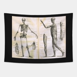 19th century anatomy illustration parts of  a human skeleton Tapestry