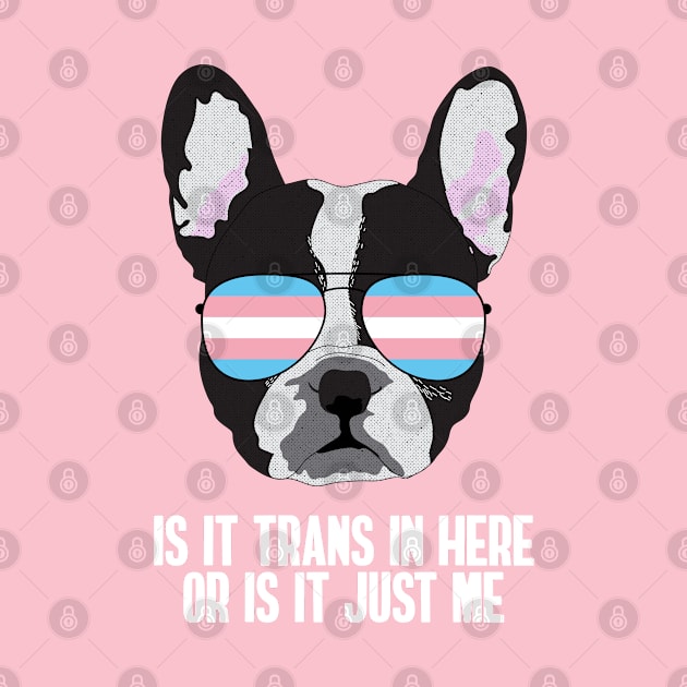 Funny IS IT TRANS IN HERE OR IS IT JUST ME - Boston Terrier Dog Trans Pride Flag by NightField