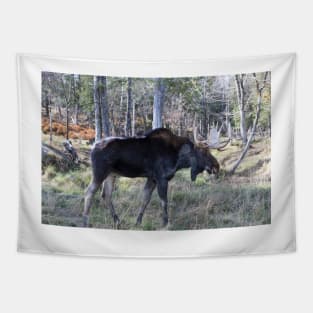 Male moose in the woods Tapestry