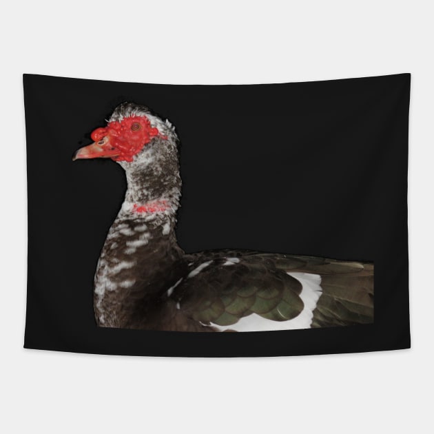 Muscovy duck Tapestry by SDym Photography