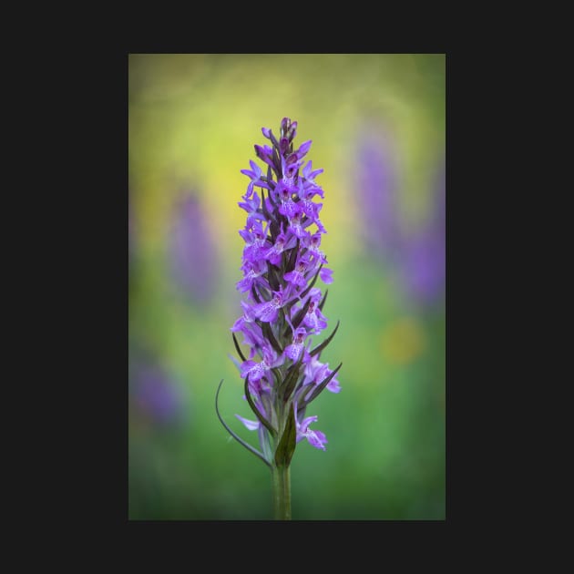 Northern Marsh Orchid by TonyNorth