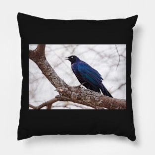 Ruppel's Long Tailed Starling Pillow