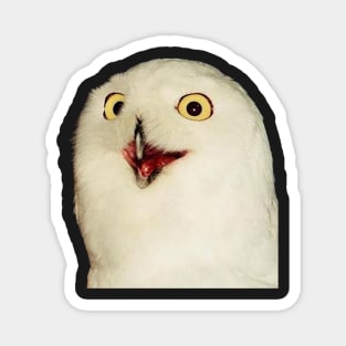 O RLY? Owl Magnet