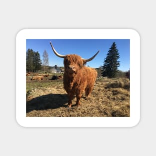 Scottish Highland Cattle Cow 2390 Magnet