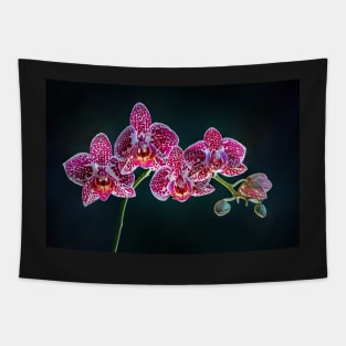 Pink and white orchids with dark background Tapestry