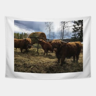 Scottish Highland Cattle Bulls 2383 Tapestry