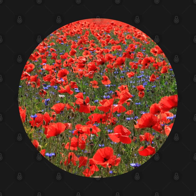 A Meadow of Red Poppies by KaSaPo