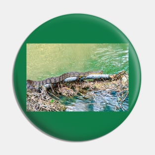 Water Snake Slithering Along Pin