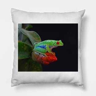 Red Eye Tree Frog Pillow