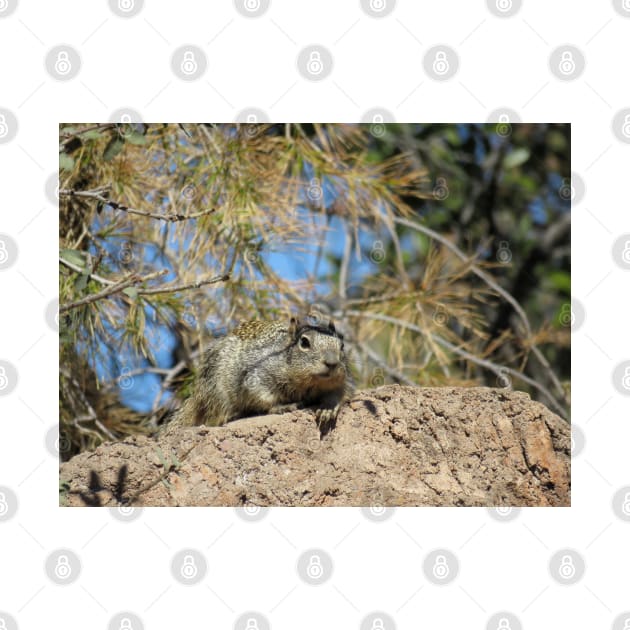Rock squirrel (Otospermophilus variegatus) in Arizona, USA by SDym Photography