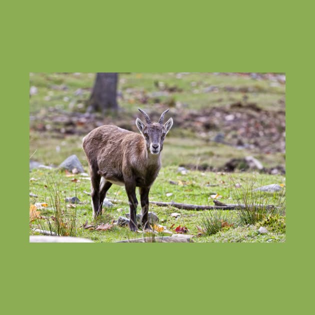 Baby Ibex by jaydee1400