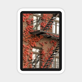 Fire Ivy. Bold Autumn Colors Magnet