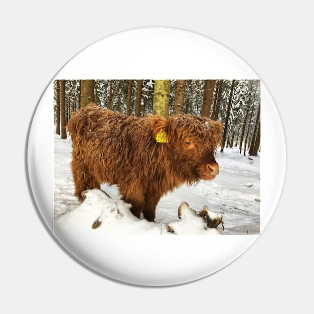 Scottish Highland Cattle Calf 1676 Pin by SaarelaHighland