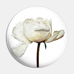 White Peony Pink Background Pin