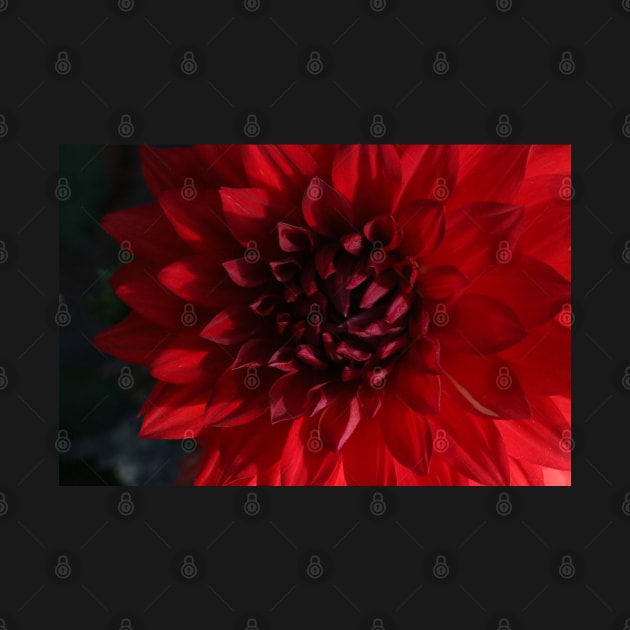 Dahlia in Red by OVP Art&Design