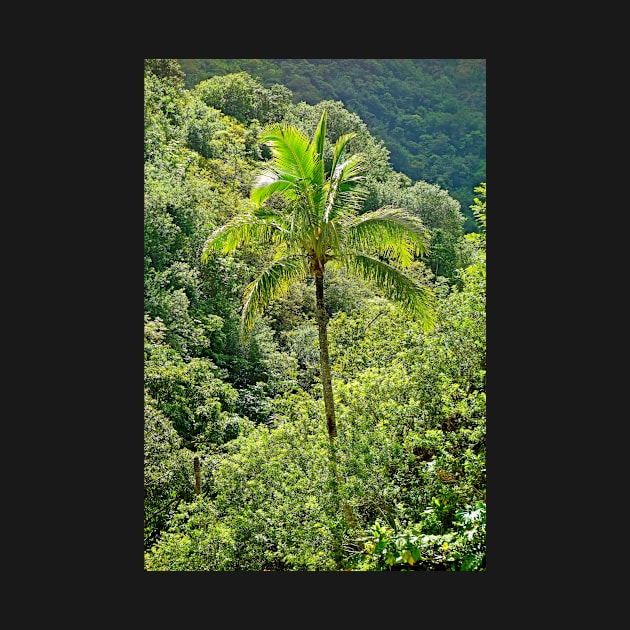 Iao Valley State Monument Study 3 by bobmeyers