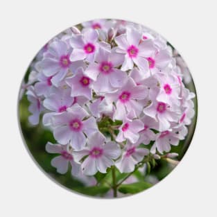 Beautiful White And Pink Centred Phlox Paniculata Flower Pin