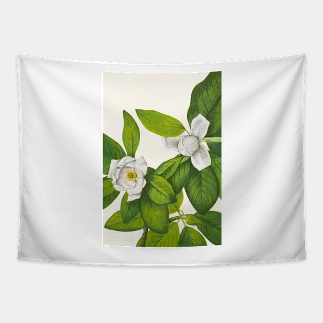 Sweetbay magnolia - Botanical Illustration Tapestry by chimakingthings