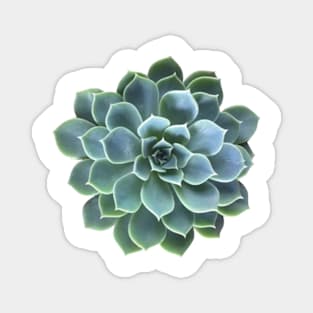 Succulent plant Magnet